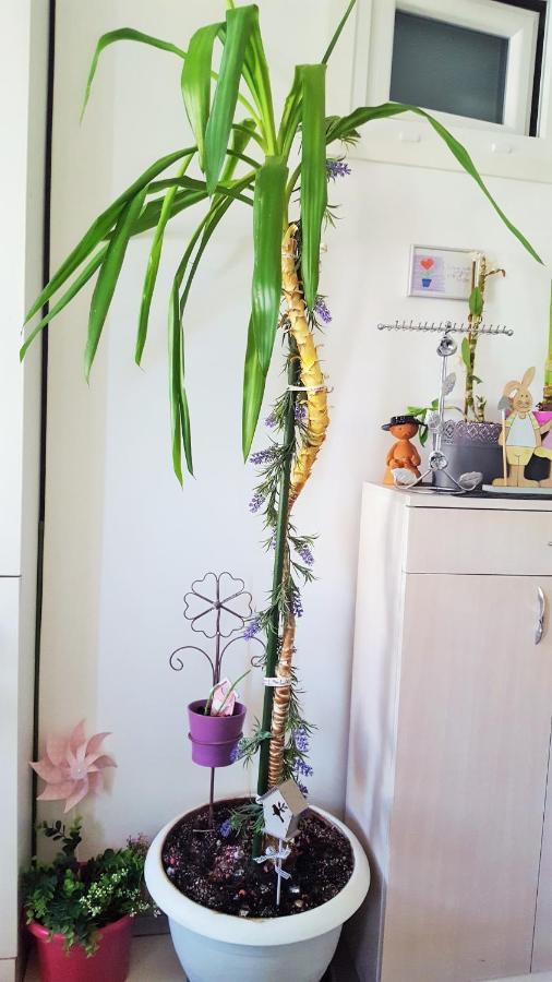 Studio Al Ponto Rovinj Zewnętrze zdjęcie